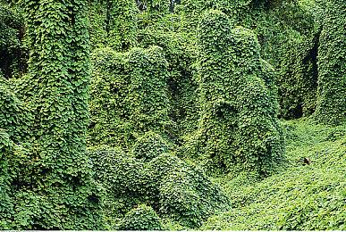 绘本风音乐解谜游戏《苗歌》Steam页面上线 发售日期待定