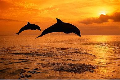 《艾尔登法环》Mod让菈妮趴玩家背上：和她一起战斗